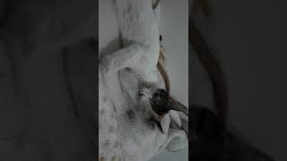 Elini Emzik Gibi Emen Kedi