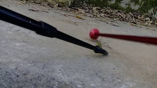 雲林 古坑 樟湖 後棟山 下坡路段 竹結蟲現蹤 西螺中山國小校歌_1081124