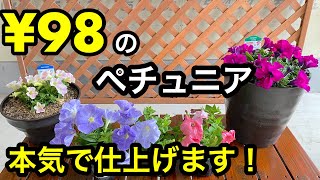 『¥98のペチュニア』を本気で仕上げます❗️