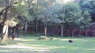 Ruinas de Santa María la Mayor, Provincia de Misiones. Argentina.