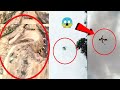 5 Real “Dragon” Caught onamera &amp; Spotted in Real Life