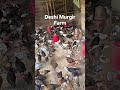 জেসি মুরগির ফার্ম 🐔 | গ্রামের আধুনিক পোল্ট্রি ফার্ম ভিজিট | Chicken Farm Vlog