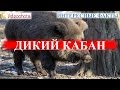 Дикий кабан! ИНТЕРЕСНЫЕ факты - Videoohota