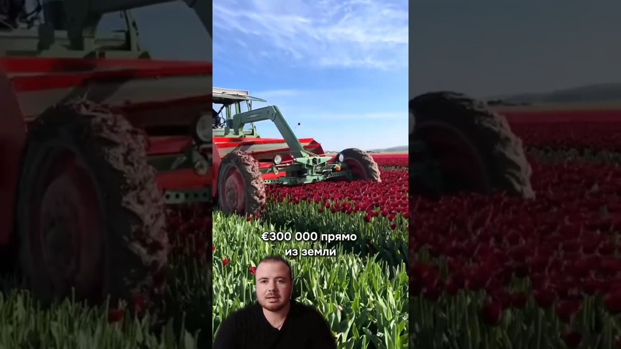 300 000 € на тюльпанах 🌷 | Секрет прибыльного тепличного бизнеса