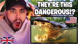 Brit Reacts to Top 10 Most Dangerous Animals in the USA (IM SHOCKED!!)