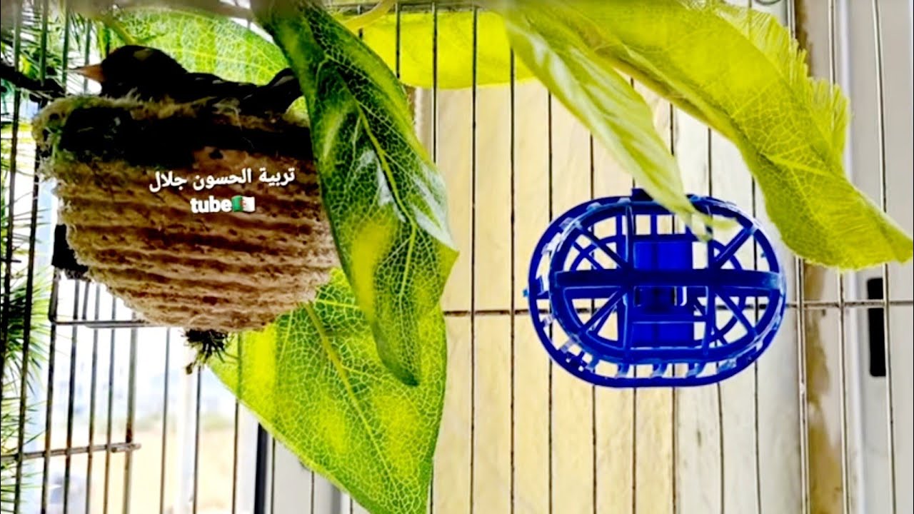 هذا ما توفره لأنثى الحسون عند وضعها البيض لكي لا ترميه أو تهجره