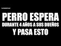 PERRO ESPERA DURANTE 4 AÑOS a sus DUEÑOS y CUANDO los ENCUENTRA HIZO ALGO que SORPRENDIÓ al MUNDO