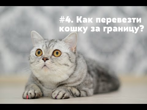 #4. Как перевезти кошку за границу?