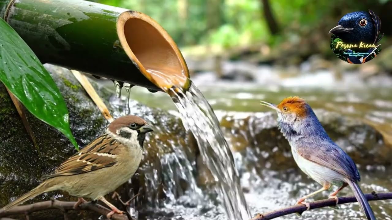 Masteran Murai Batu Gereja Tarung & Prenjak Gacor - Isian Mewah Durasi Panjang Tanpa Iklan
