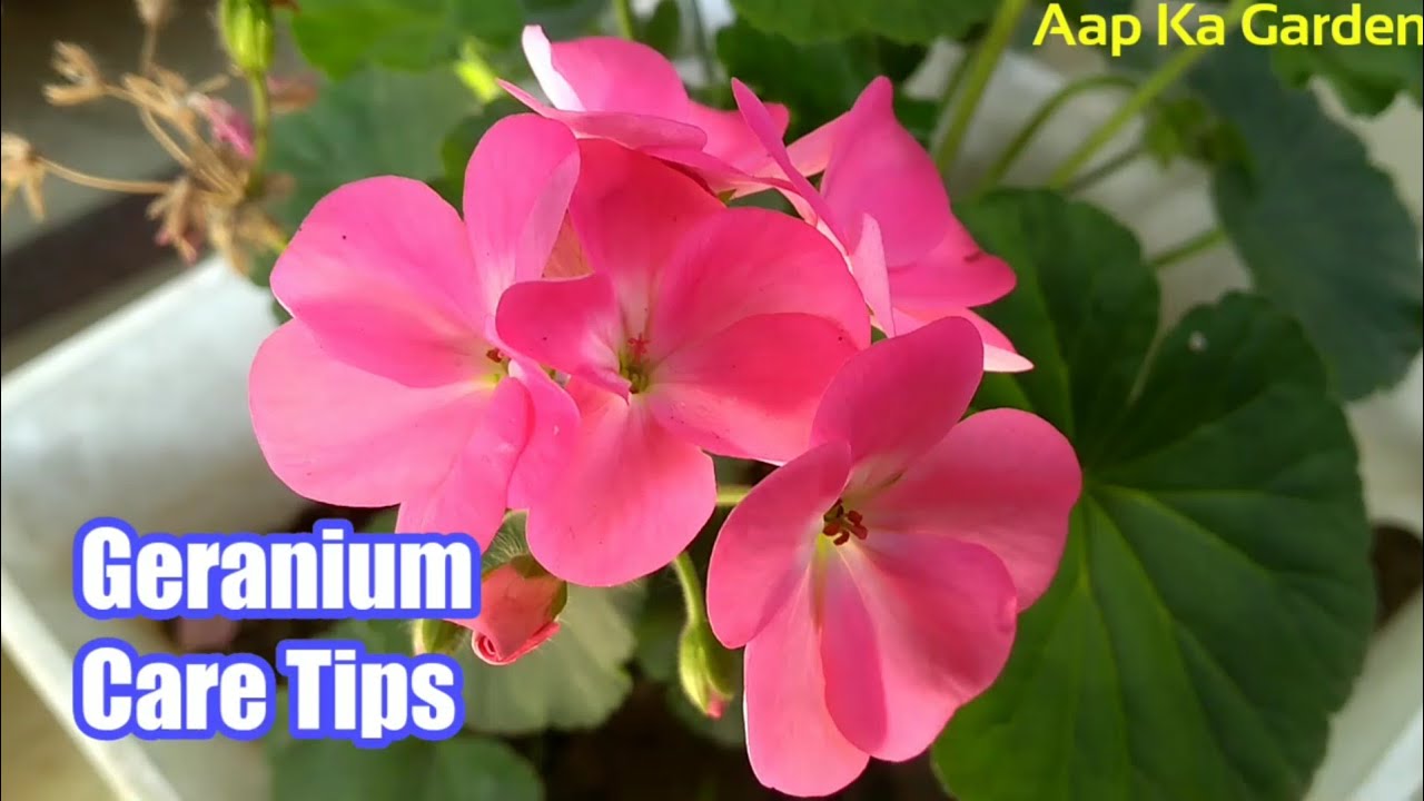 Geranium plant care tips/how to grow and care geranium plant YouTube