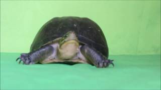 Green Screen Kura-kura berjalan