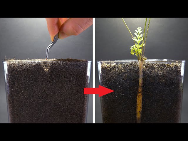 CARROT Growing from Seed Time Lapse - 100 Days class=