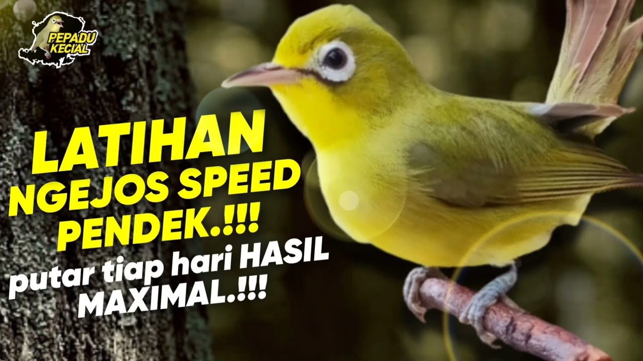 Masteran Kecial Kuning‼️LATIHAN NGEJOSS SPEED PENDEK ‼️| PEPADU KECIAL