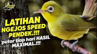 Masteran Kecial Kuning‼️LATIHAN NGEJOSS SPEED PENDEK ‼️| PEPADU KECIAL
