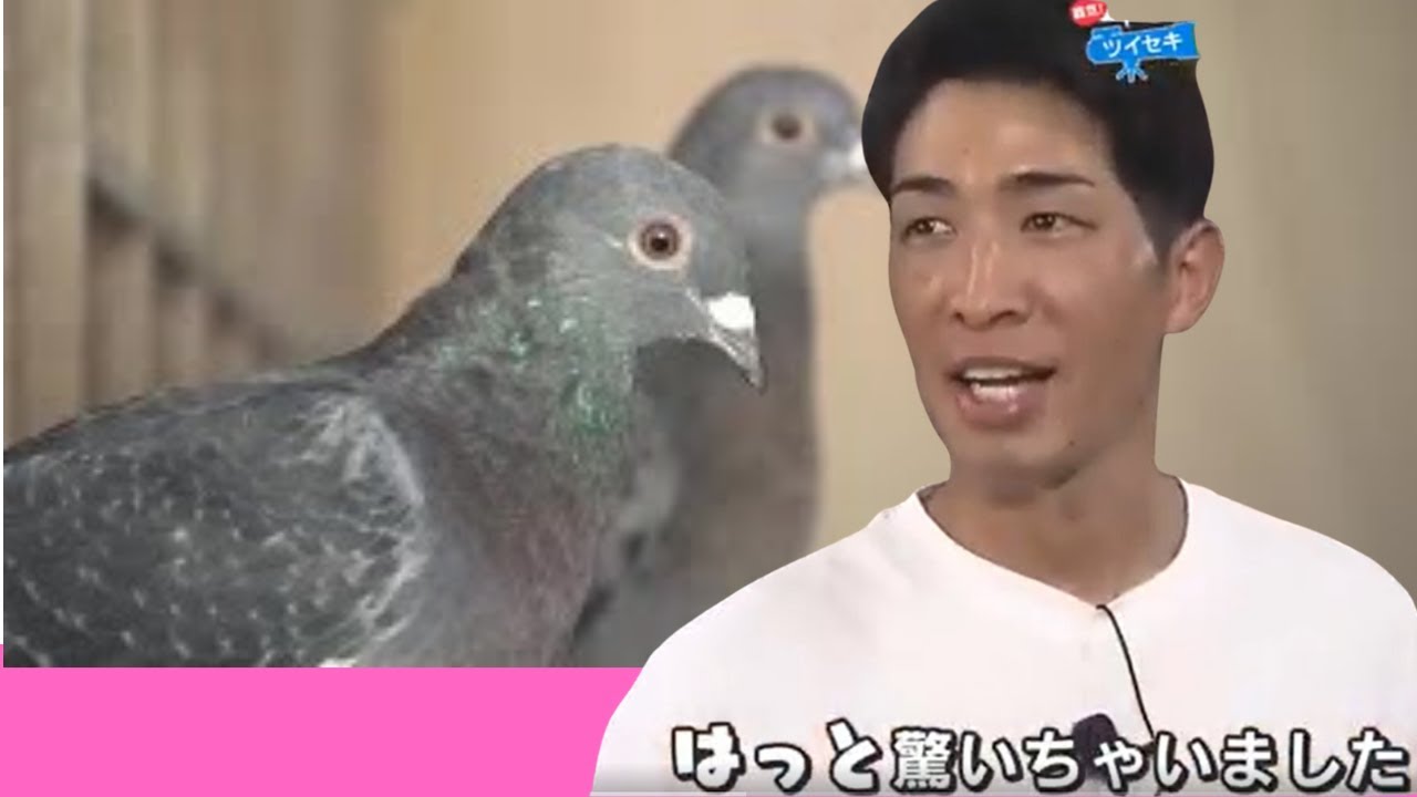 平和の象徴「ハト」一度に1000キロ！の伝書バトも…美しい連携と帰巣本能に感動　覇気！安部友裕 (2023/09/07 
