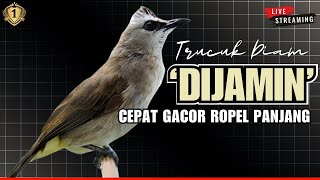 Masteran Trucukan GACOR Lanjut Ropel panjang! Suara JERNIH untuk pancingan TRUCUKAN agar bunyi GACOR