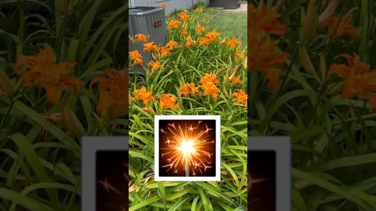Kwanzaa lilies are on fire this July! #flowers #flower #lily #lilies #kwanzaa #summer #july4th #july