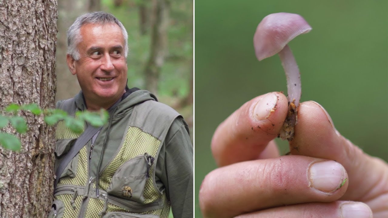 Beskrajno carstvo gljiva nadomak Mrkonjić Grada