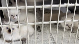 Pa. SPCA rescues 78 cats and kittens, needs supplies urgently