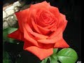 Первая азотная подкормка роз весной, rozarium.biz питомник роз Полины Козловой