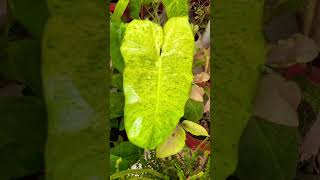 Plants That Grow Fast in Indian Weather #ytshorts #trending #greenery #plants