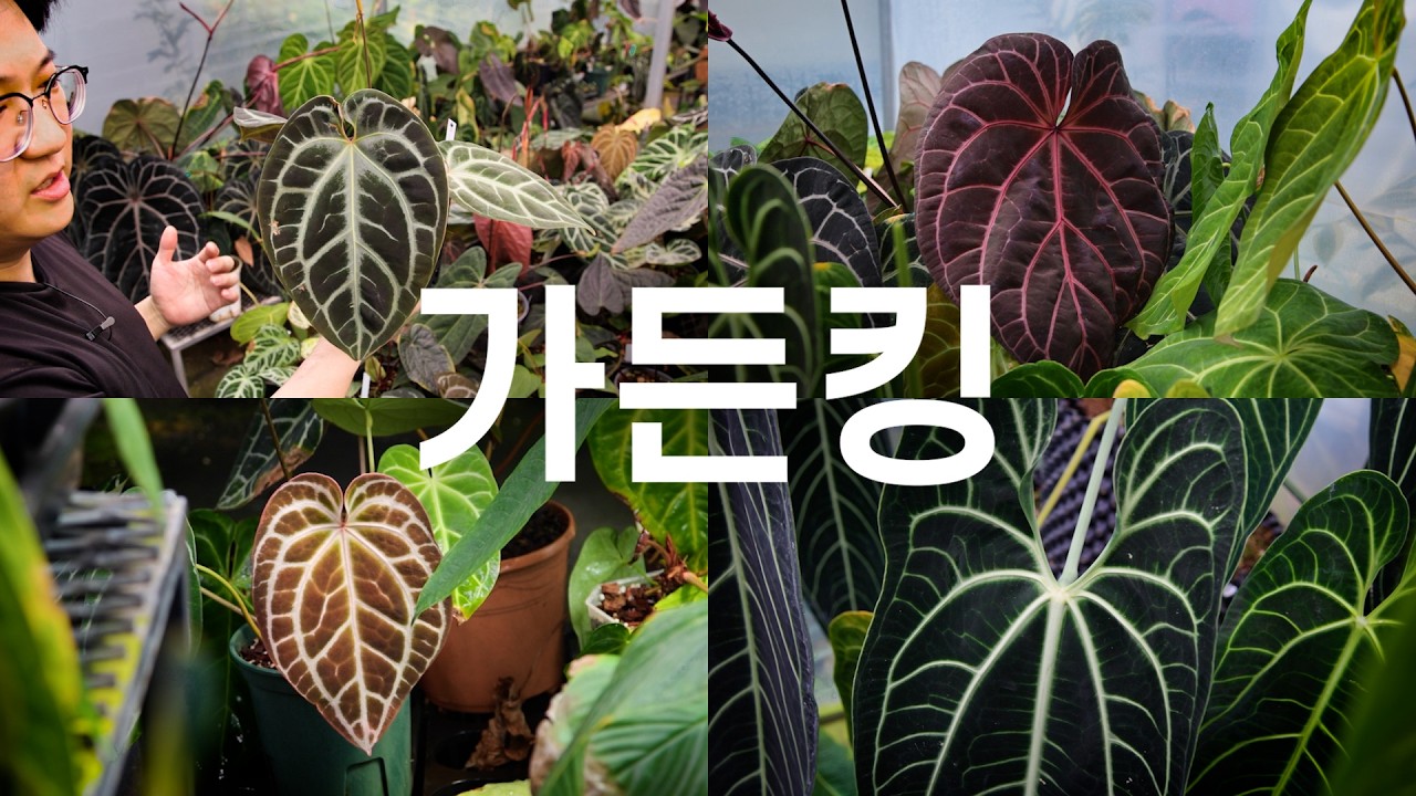 Anthurium ハイブリッド Garden King Anthurium ハイブリッド Garden