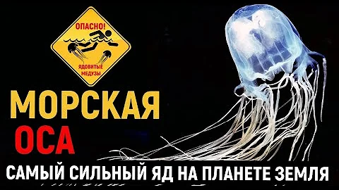 Самая ядовитая и опасная медуза.Это интересно знать.