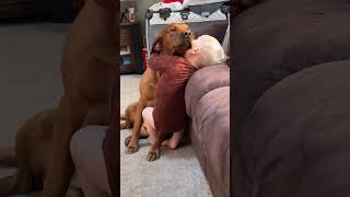 Sweet friendship 🥰🥰#dog #pet #baby #bestfriend #cute #funny #dogsoftiktok #foryou #usa🇺🇸