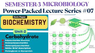 Semester-3 Biochemistry | Polysaccharides structure | Structure of Starch/Cellulose/Glycogen/Chitin|