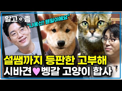 &amp;quot;설쌤 도와줘요!&amp;quot; 시바견과 벵갈 고양이의 잘못된 만남..? 개, 고양이 합사를 위해 세나개 해결사에 도움 요청한 냐옹신｜고양이를 부탁해｜알고e즘