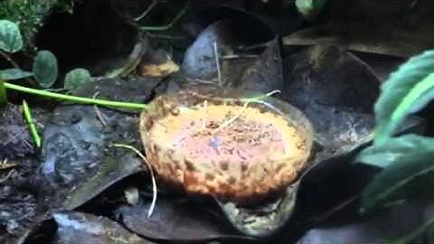 Part 1: Mixed Poison DartFrog Vlog.