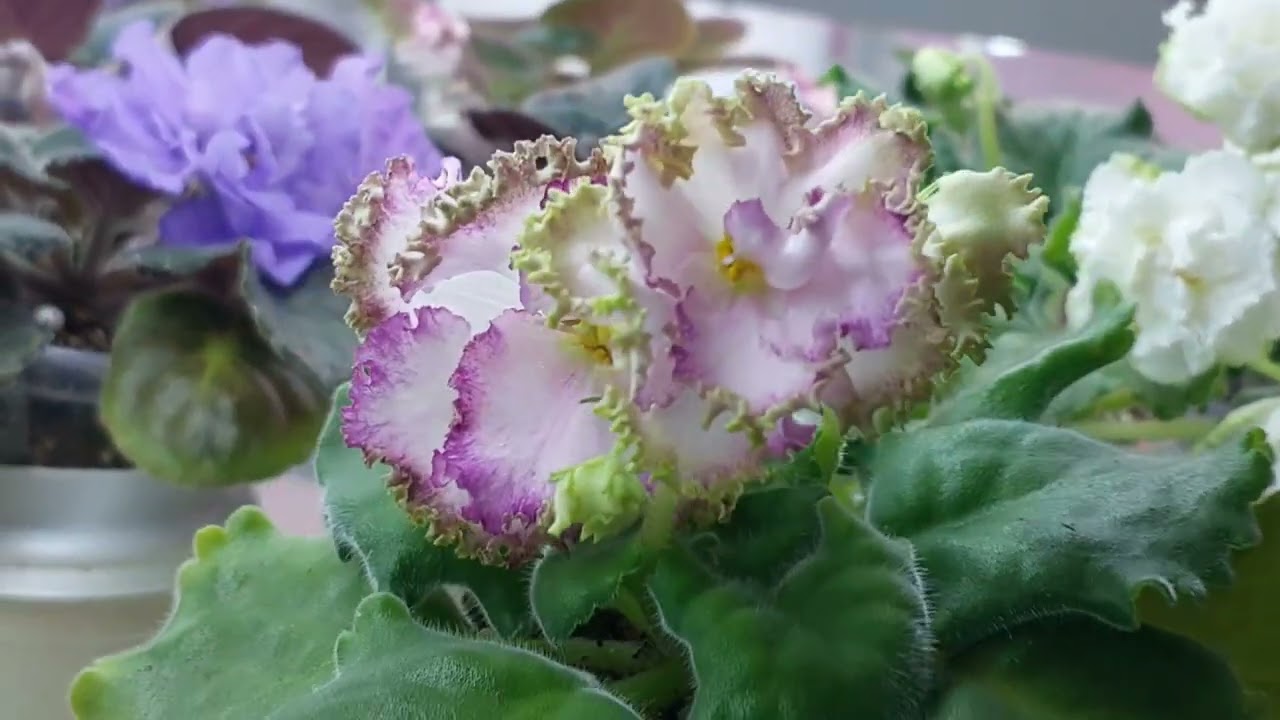 Янтарная кислота для фиалок.Зацветают мои новиночки🌸🌺🌸