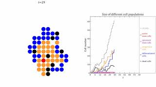 Cellular automata: Neurosphere development, normal growth, square lattice