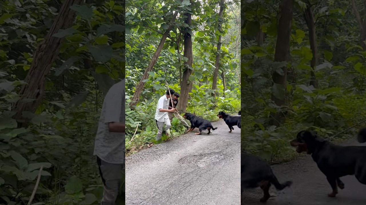 Rottweiler chain broken❌attacked on stranger🚨✅