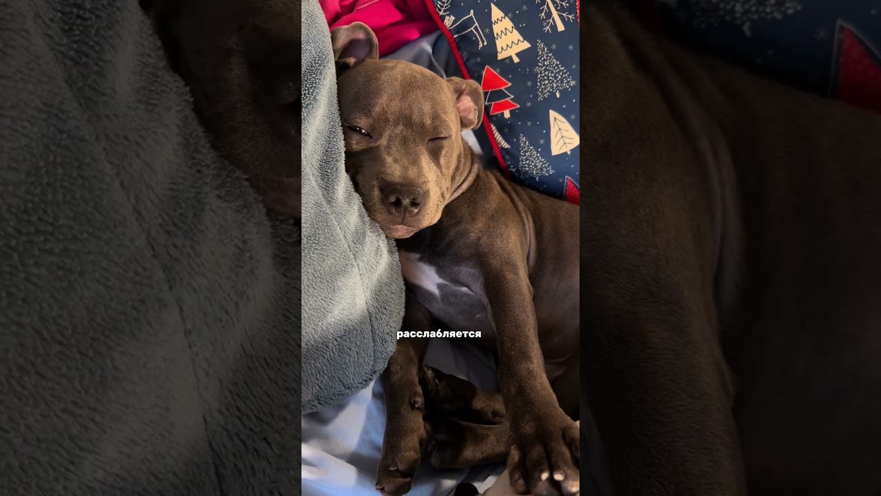 Гиппоаллрегенный корм 