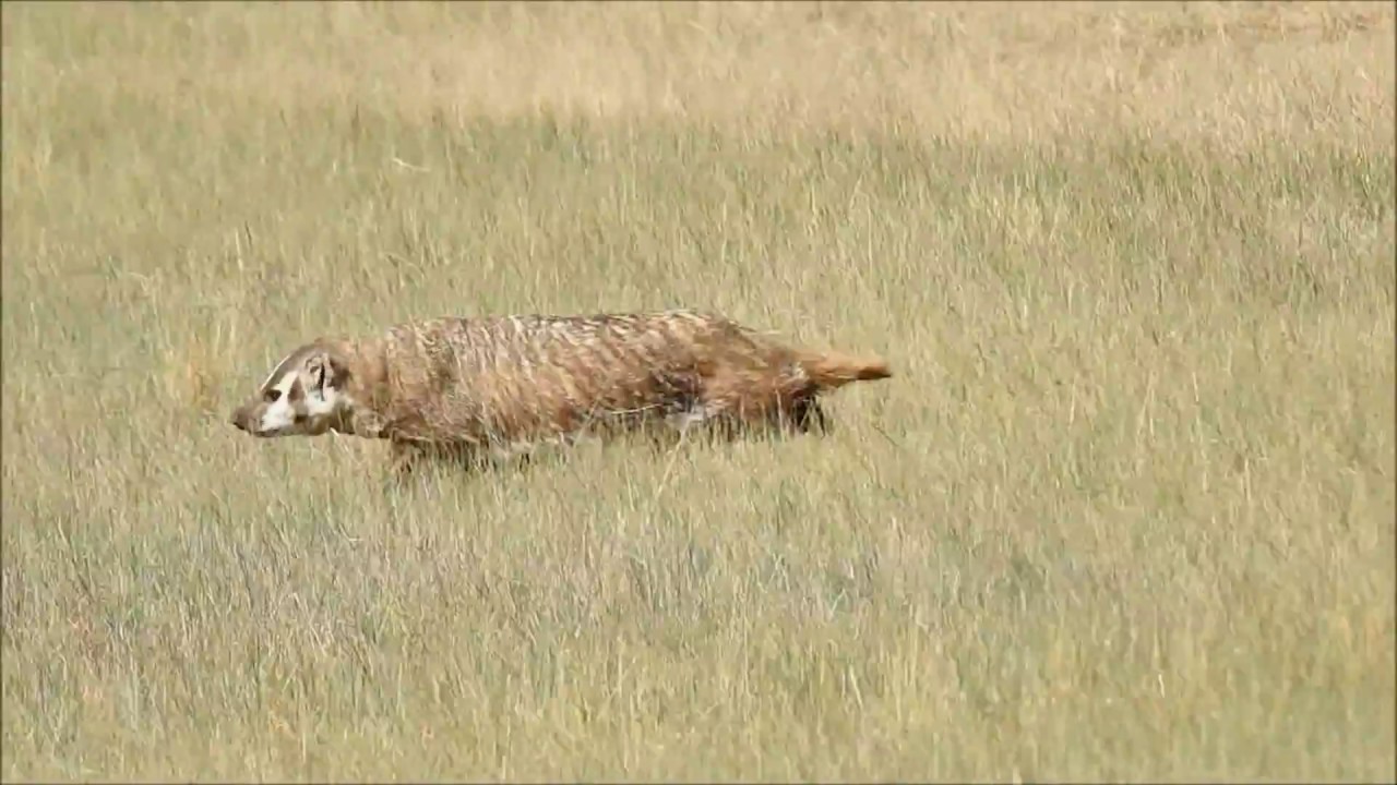 American Badger Hunting Prairie Dogs Northern Colorado YouTube