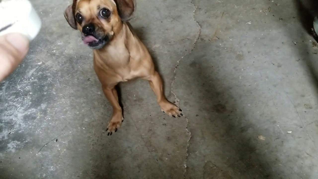 Coffee Roasting YouTube