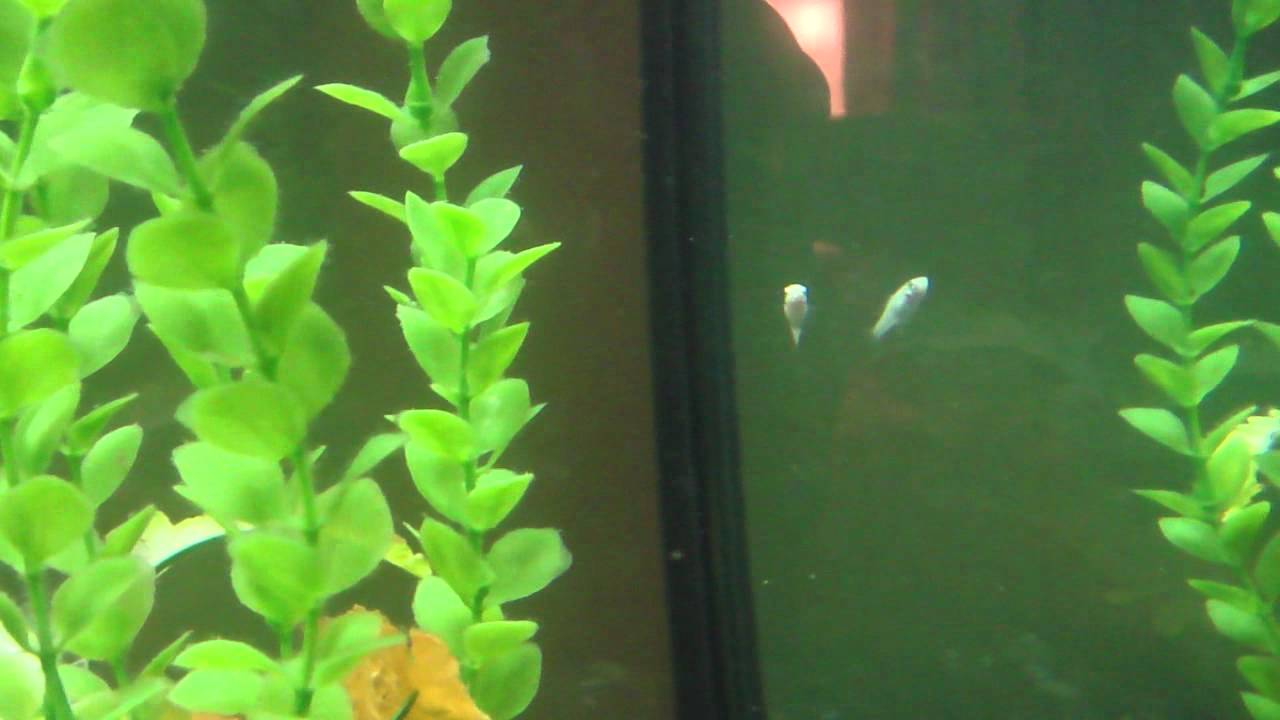 New Born Fish: Molly Fry - YouTube