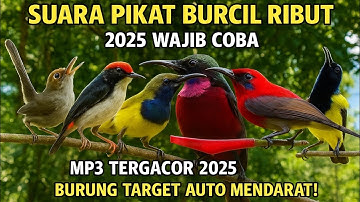 Suara pikat burcil ribut,anti zonk,terbaru 2025