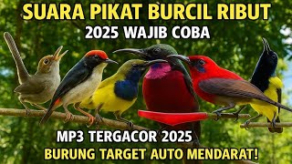 Download Lagu Suara pikat burcil ribut,anti zonk,terbaru 2025 MP3 Download Lagu Suara pikat burcil ribut,anti zonk,terbaru 2025 MP3