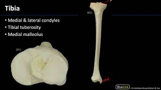 MSK Lab 2 Station 15 - Tibia and Fibula