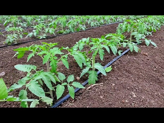 #Tomato Farming | watch full video for beautiful experience of tomato farm .. class=