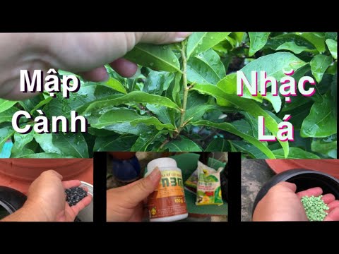 Video: Làm thế nào để cây tro núi phát triển nhanh chóng?