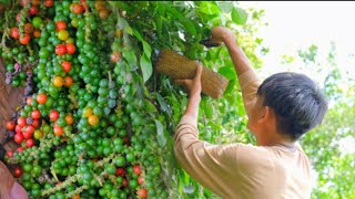 [Story 120] Black pepper(paminta) picking and using it for cooking! | Filipino Countryside Life