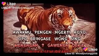 Status wa 30 detik || ' Harimau jawa '