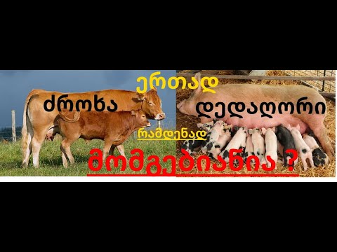 1 ძროხა და ერთი დედაღორი ერთად უფრო მომგებიანია ვიდრე ცალ-ცალკე.....