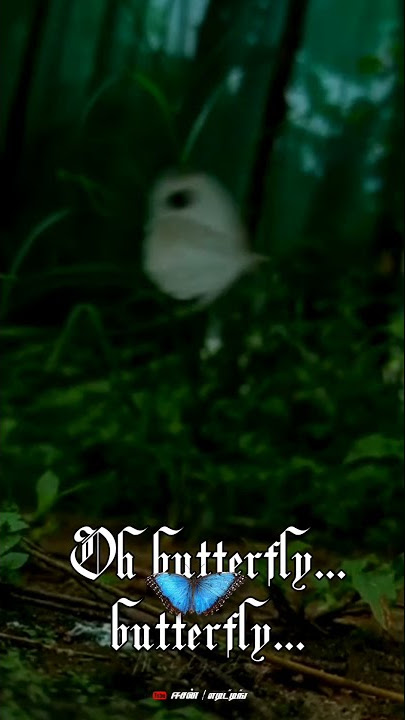 Oh butterfly…🦋 butterfly…🦋 bgm Whatsapp status