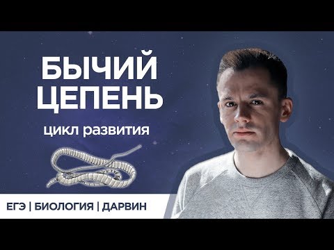 Бычий цепень | ЕГЭ биология |  Даниил Дарвин