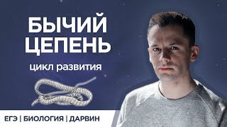картинка: Бычий цепень | ЕГЭ биология |  Даниил Дарвин