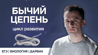 Бычий цепень | ЕГЭ биология |  Даниил Дарвин